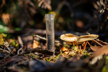 mushroom growing in the bush, turning a compost pile in a community garden. compost full of microorganisms. sustainable regenerative agriculture