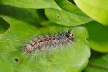 長毛にルビーとサファイヤを並べたようなエキゾチックなマイマイガの大型幼虫（自然光＋マクロ接写写真）
