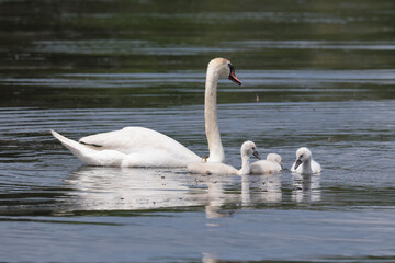 Obraz premium Mute swans with chicks 