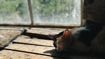 Cat sleeping in the village house.