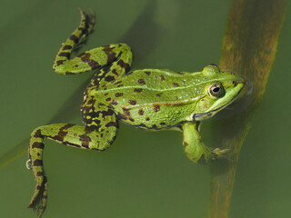 Grüner männlicher Frosch im Tümpel