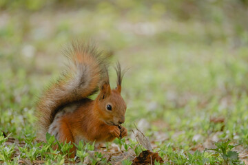 red squirrel in the middle of the spring forest