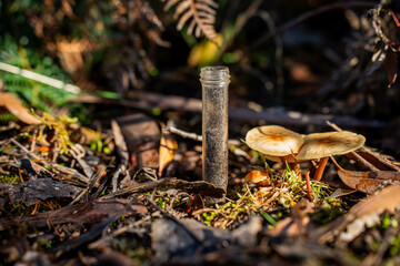 mushroom growing in the bush, turning a compost pile in a community garden. compost full of microorganisms. sustainable regenerative agriculture