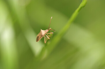 草地に薄茶色のホソハリカメムシ（自然光＆ストロボ・マクロレンズ接写）