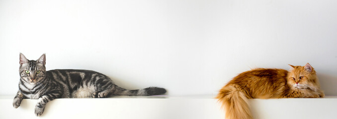 cat laying on white wall with copy space background	