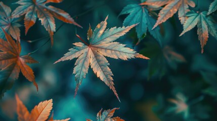 A close up view of maple leaves