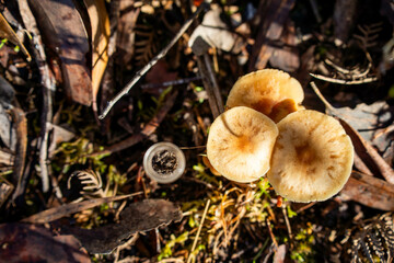 university student conducting research on forest health. farmer collecting soil samples in a test tube in a field. Agronomist checking soil carbon and plant health on a farm in australia