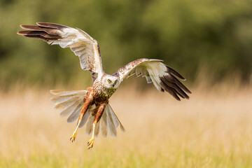 Marsh Harrier in flight