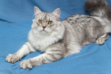 A very beautiful grey Scottish kitten with brown eyes. It lies on a blue background and looks at you. He lets out his claws, prepares to jump. Wallpaper, postcard. Soft focus.