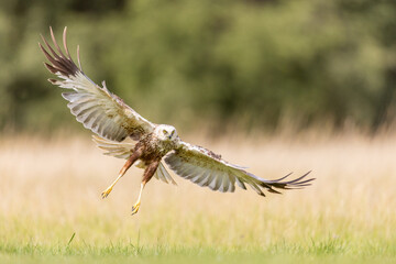 Marsh Harrier in flight