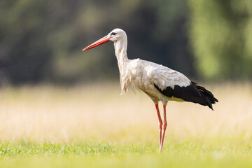 stork on the grass