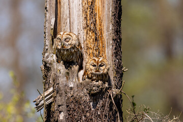 owls on a tree © Ryszard Warchoł