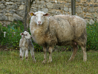 Agneau et brebis
