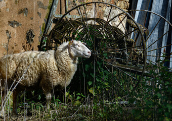 Mouton