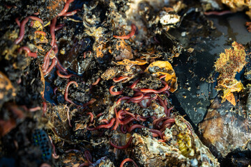 worms in compost pile. making a thermophilic compost with soil biology for fertilizer on a farm in a mesh ring in australia