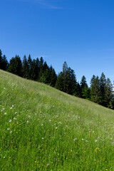 Fototapeta premium meadow with colourful flowers in the mountains with a forest in background and blue sky