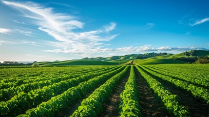 Fototapeta premium Serene landscape photography , Biotechnology farm , Agricultural biotechnology