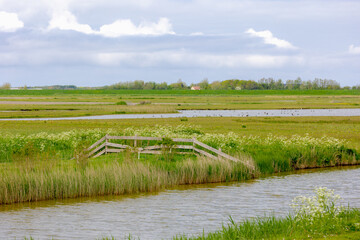 Spring landscape, Typical Dutch polder with small canal or dicht, Green grass meadow and white...
