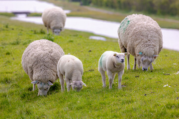 Typical spring landscape of Texel island, Flock of domestic sheep with newborn lambs standing and nibbling grass on the field, Open farm with green meadow on the dike wall, Noord Holland, Netherlands.