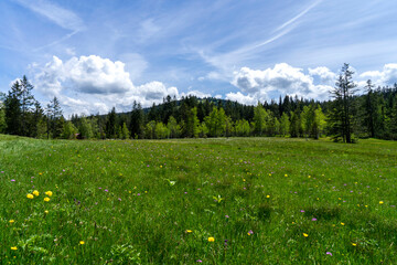 meadow with colourful flowers in the mountains with a forest in background and blue sky