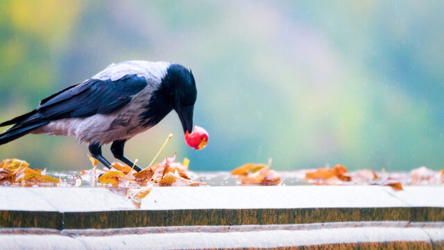 Gray crow (Corvus cornix) eats apples during the autumn fruiting period (especially the seeds). Seasonal changes in feeding behavior. Food opportunism