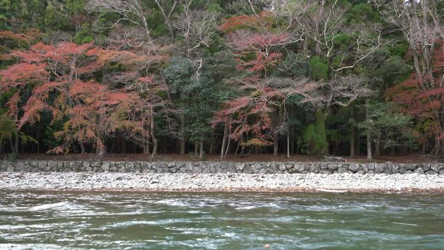 Ise Isuzu River and autumn forest in Mie, Japan
