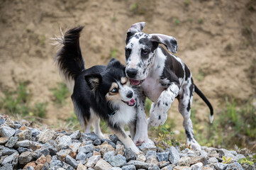 schwarz wei&szlig;e Welpen spielen auf steinigem Untergrund