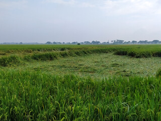 View of rice plants that have collapsed due to bad weather,location in Sukoharjo,Indonesia.