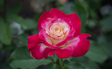 flower Double delight in close up in the garden . Red and white rose 