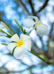 Plumeria flower on a tree. White tropical frangipani flower. Tropical landscape of beautiful plants and flowers.