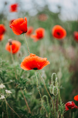 Obraz premium Blooming red poppies close-up in spring in the month of May during sunset.