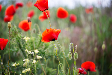 Blooming red poppies close-up in spring in the month of May during sunset.