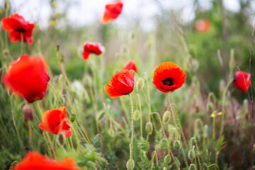 Blooming red poppies close-up in spring in the month of May during sunset.
