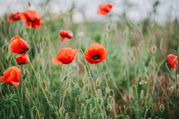 Blooming red poppies close-up in spring in the month of May during sunset.