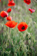 Blooming red poppies close-up in spring in the month of May during sunset.