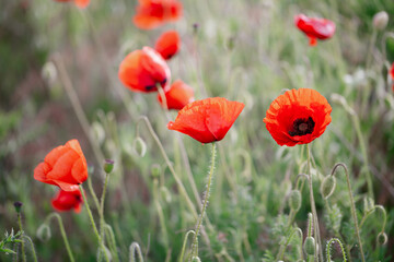 Obraz premium Blooming red poppies close-up in spring in the month of May during sunset.