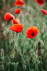 Blooming red poppies close-up in spring in the month of May during sunset.