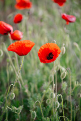 Blooming red poppies close-up in spring in the month of May during sunset.