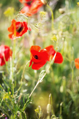 Blooming red poppies close-up in spring in the month of May during sunset.