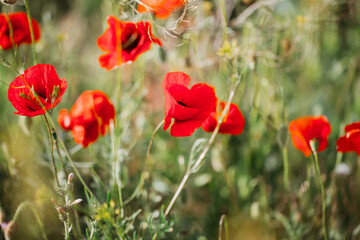 Obraz premium Blooming red poppies close-up in spring in the month of May during sunset.