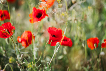 Blooming red poppies close-up in spring in the month of May during sunset.