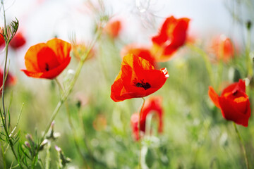 Blooming red poppies close-up in spring in the month of May during sunset.
