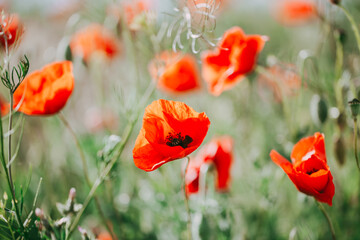 Fototapeta premium Blooming red poppies close-up in spring in the month of May during sunset.