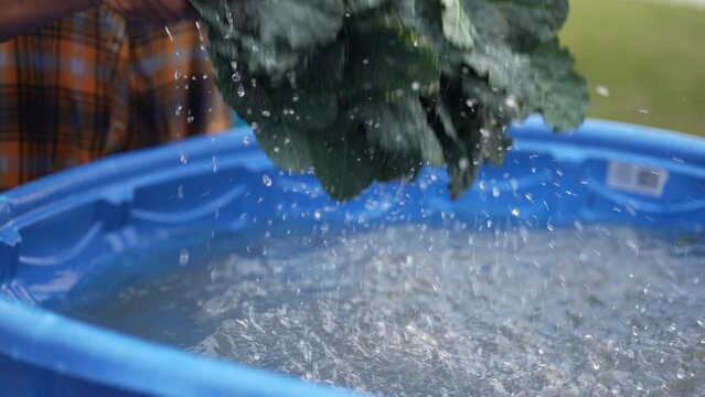 Kale being washed after being freshly picked while farmer churns them cleaning the dirt off. Shot in slow motion.