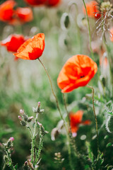 Obraz premium Blooming red poppies close-up in spring in the month of May during sunset.