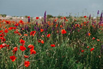 Poppy field and delphiniums at sunset. Spring, May.