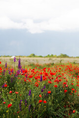 Poppy field and delphiniums at sunset. Spring, May.
