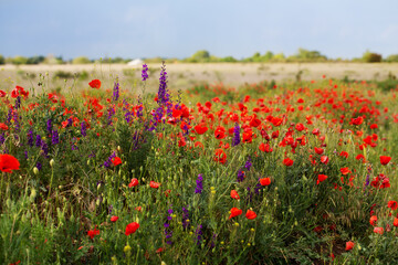 Poppy field and delphiniums at sunset. Spring, May.