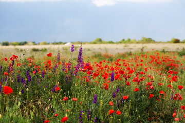Poppy field and delphiniums at sunset. Spring, May.