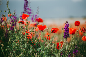 Poppy field and delphiniums at sunset. Spring, May.